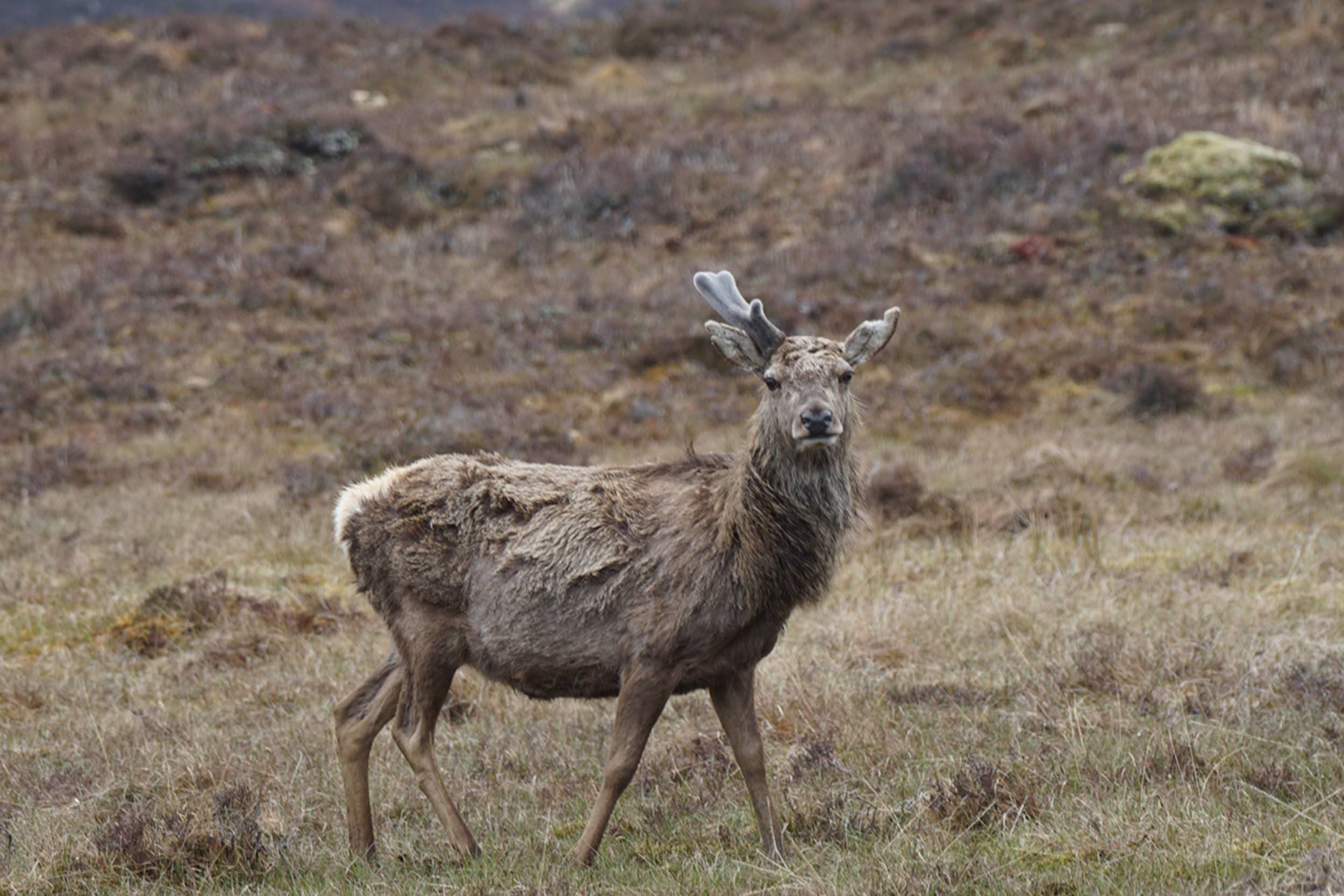 DSC Inverness Scottish Highlands wildlife